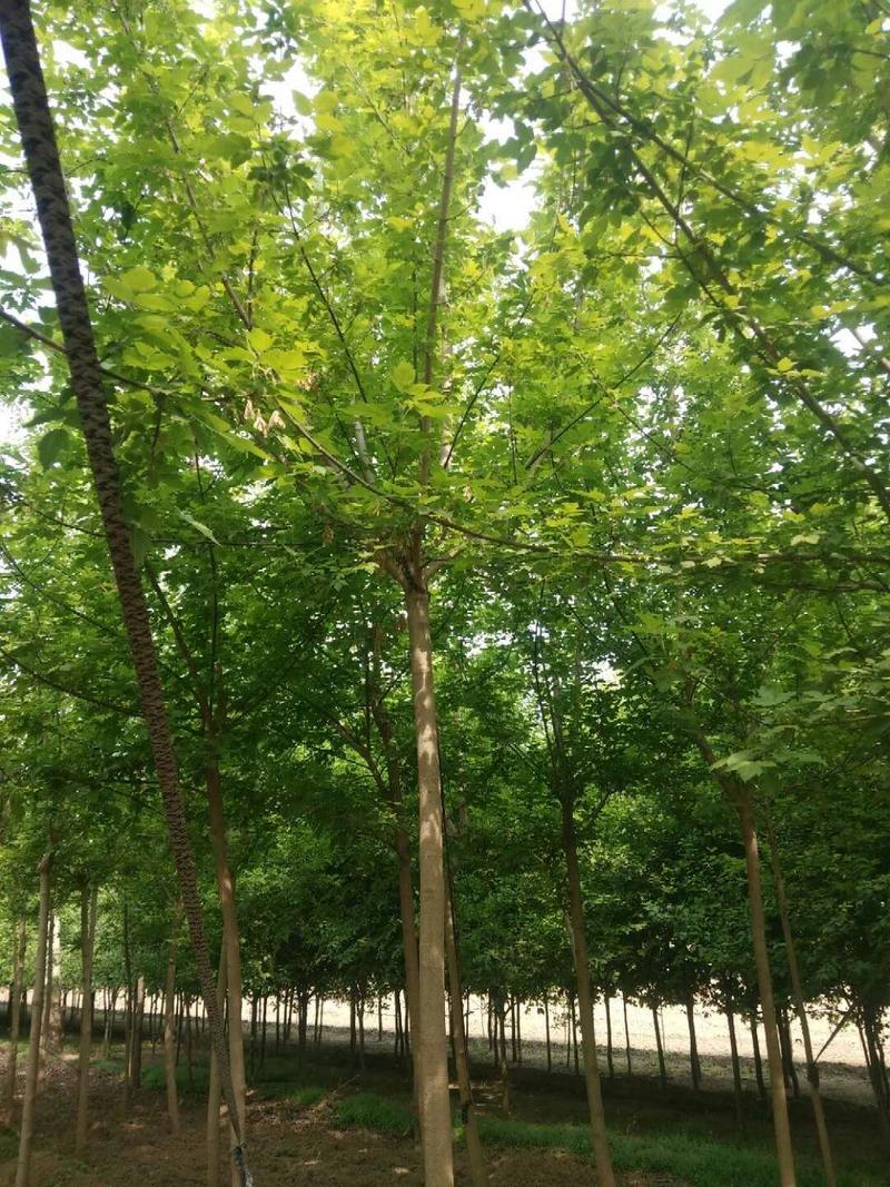 自家苗圃出售8-9-10公分绿叶复叶槭。