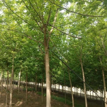 自家苗圃出售8-9-10公分绿叶复叶槭。