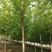 自家苗圃出售8-9-10公分绿叶复叶槭。