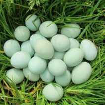 蛋鸭种蛋金定绿壳蛋鸭种蛋受精蛋可孵化小鸭新鲜蛋养殖场直销