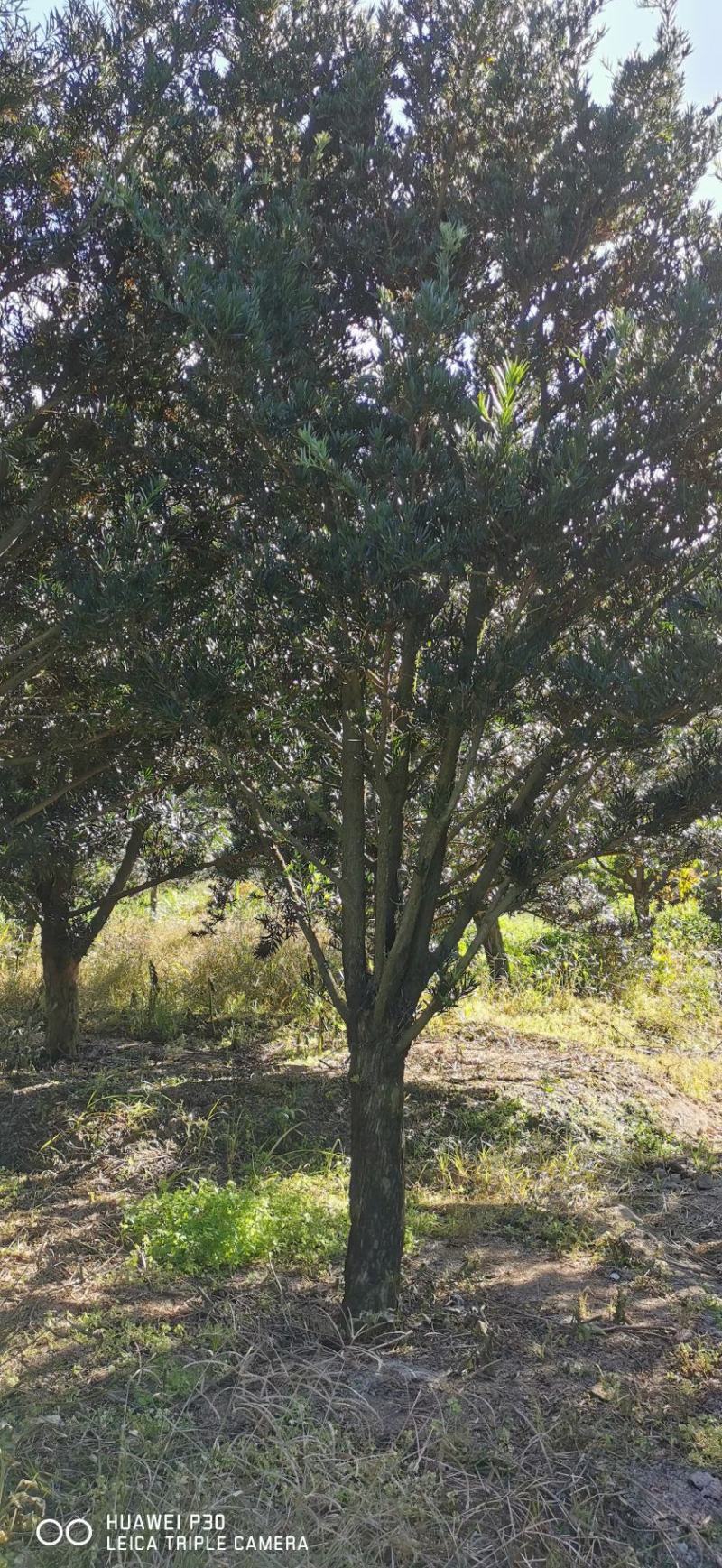 福建罗汉松园林别墅造型盆景绿化苗木各规格