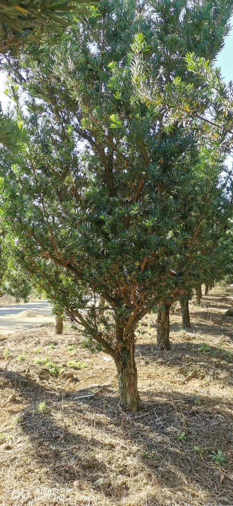 福建罗汉松园林别墅造型盆景绿化苗木各规格