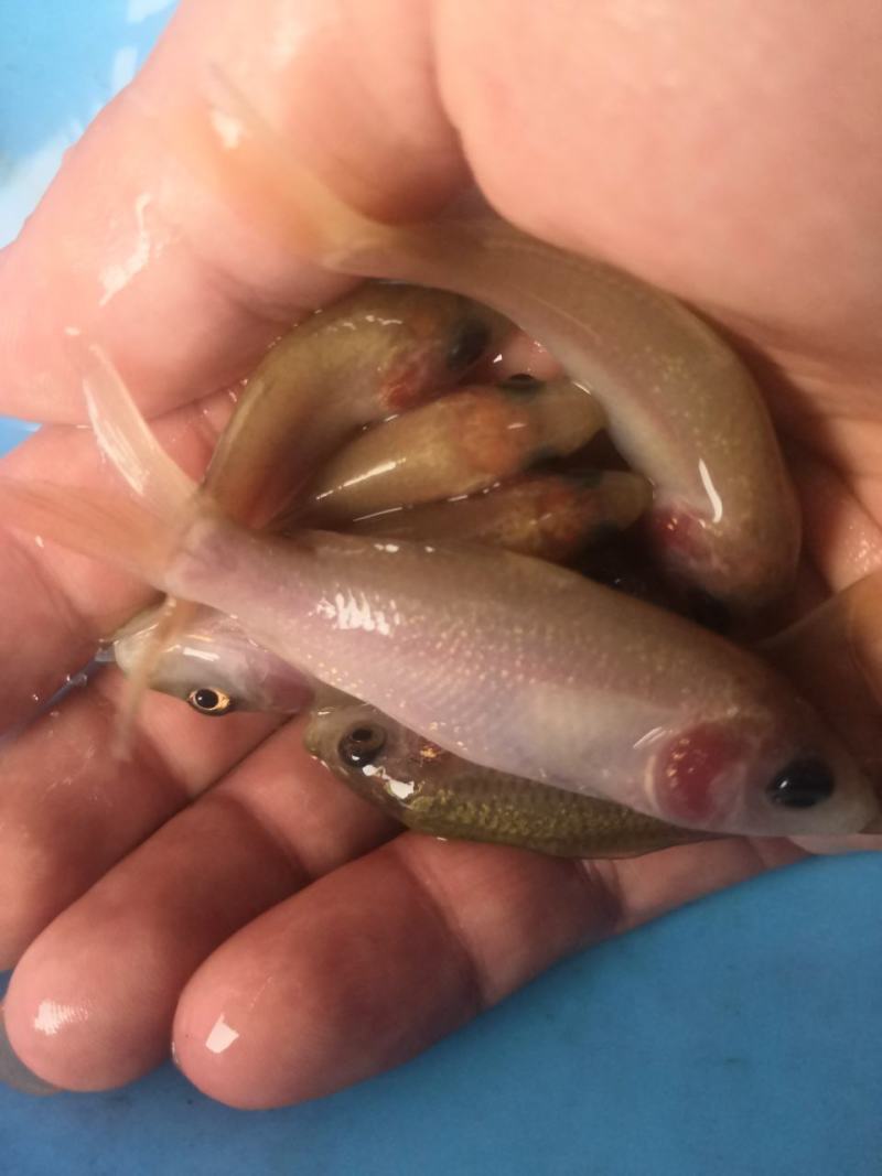 荷花鲤鱼苗，快大良种鱼苗无病无伤易养，欢迎订购。