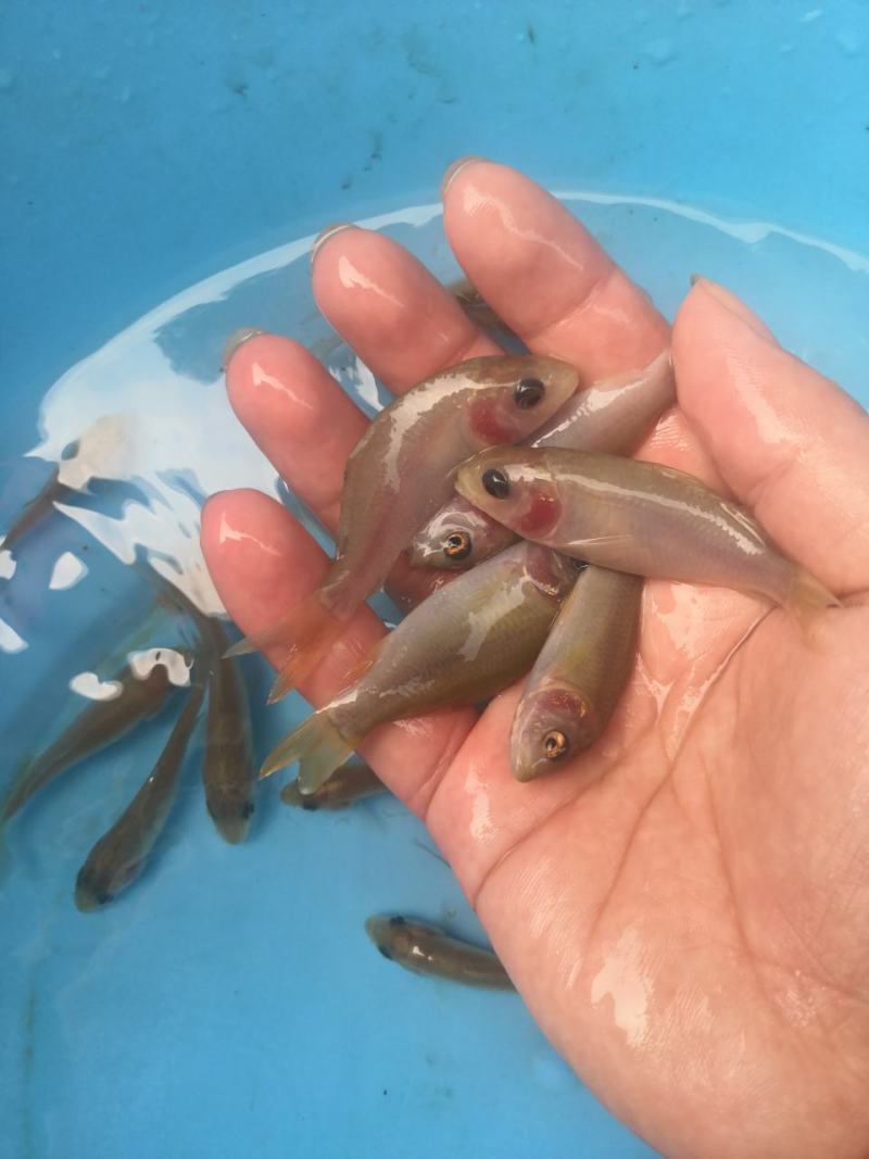 荷花鲤鱼苗，快大良种鱼苗无病无伤易养，欢迎订购。