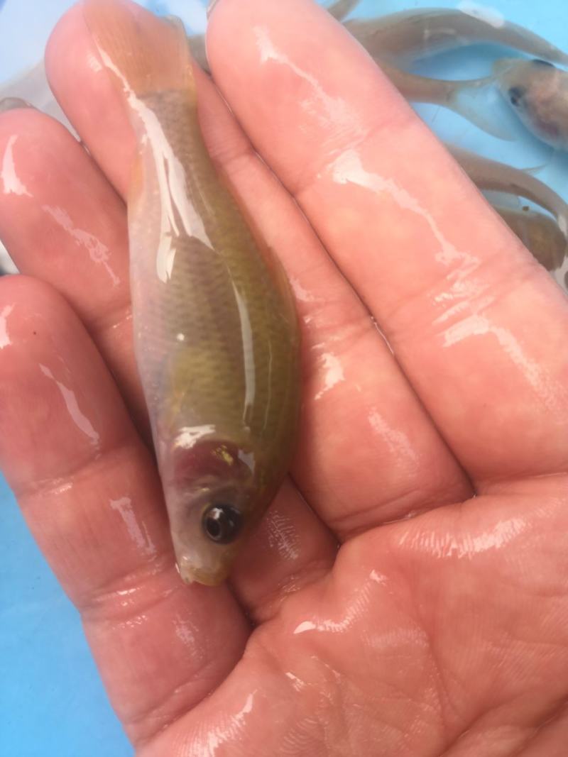 荷花鲤鱼苗，快大良种鱼苗无病无伤易养，欢迎订购。