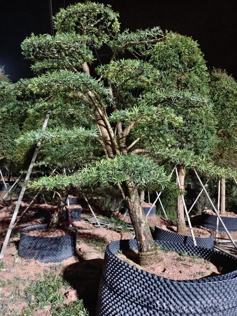 福建罗汉松园林别墅造型盆景绿化苗木各规格