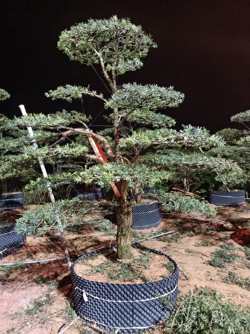 福建罗汉松园林别墅造型盆景绿化苗木各规格