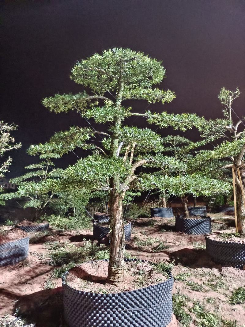 福建罗汉松园林别墅造型盆景绿化苗木各规格