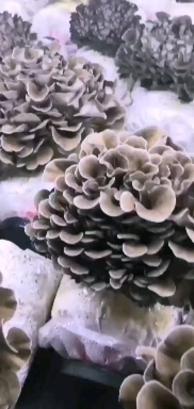 工厂化种植新鲜的有机灰树花