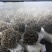 工厂化种植新鲜的有机灰树花