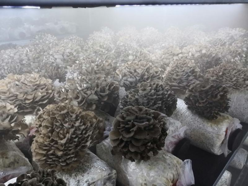 工厂化种植新鲜的有机灰树花