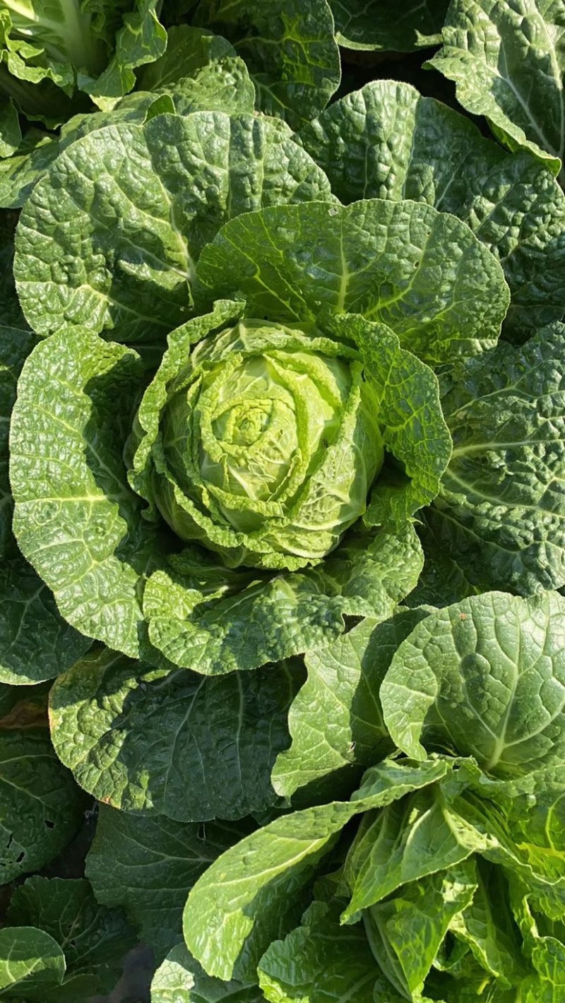 黄心大白菜！！大量上市
