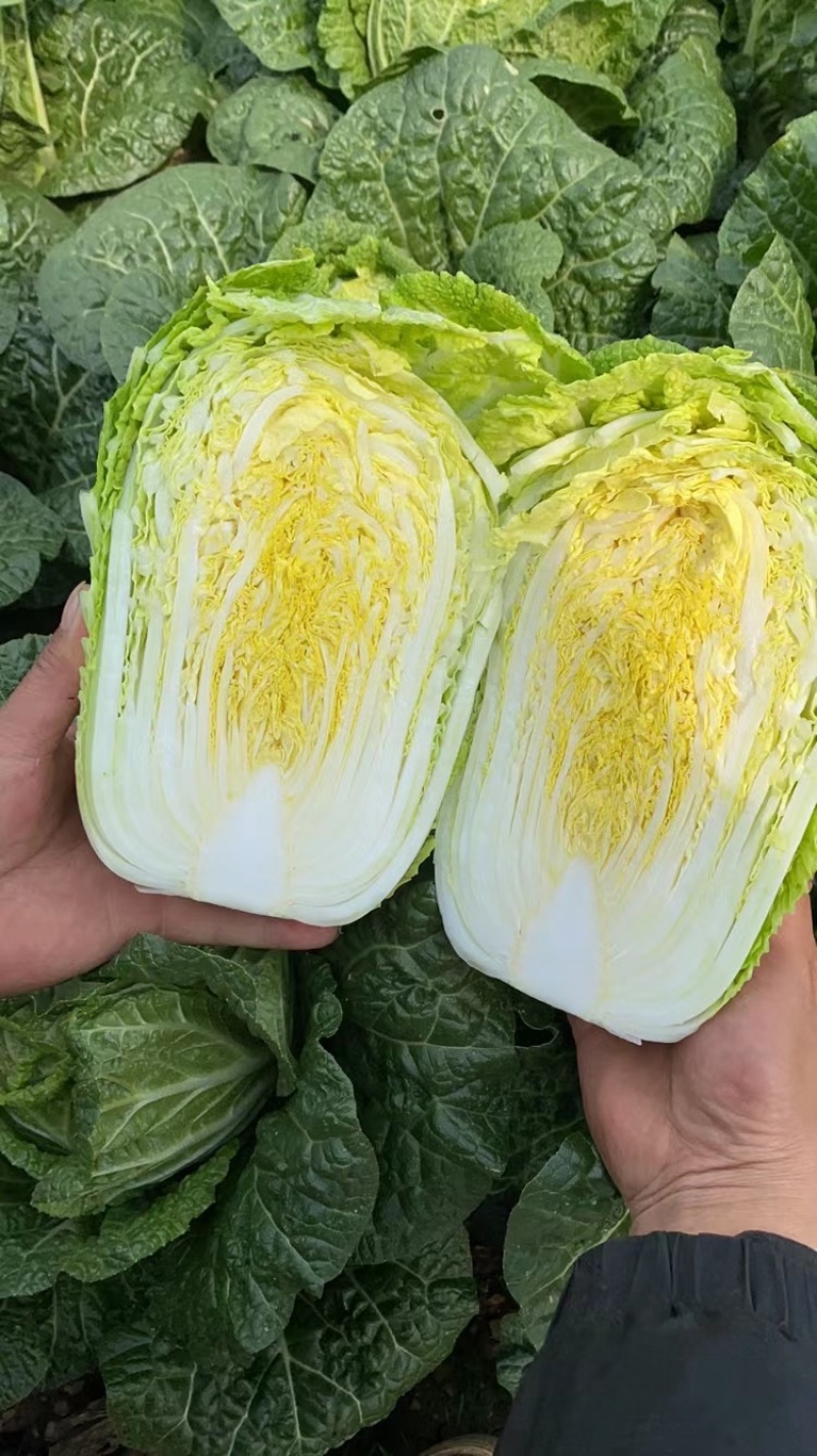 黄心大白菜！！大量上市