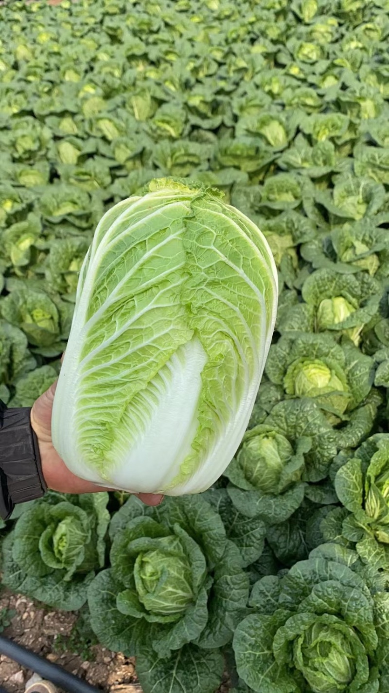 黄心大白菜！！大量上市