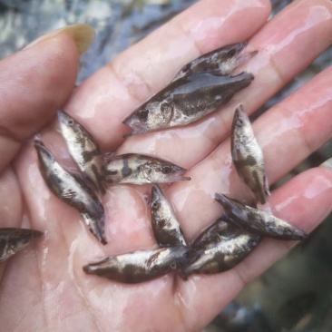 苗场直供各种规格鳜鱼苗、桂花鱼，欢迎选购，质量保证