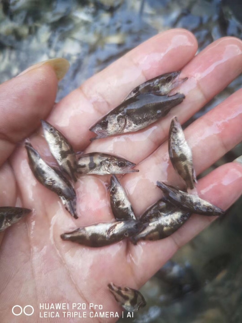 苗场直供各种规格鳜鱼苗、桂花鱼，欢迎选购，质量保证