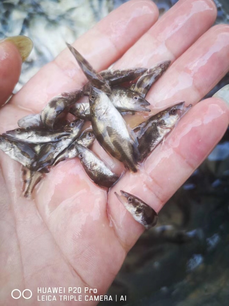 苗场直供各种规格鳜鱼苗、桂花鱼，欢迎选购，质量保证