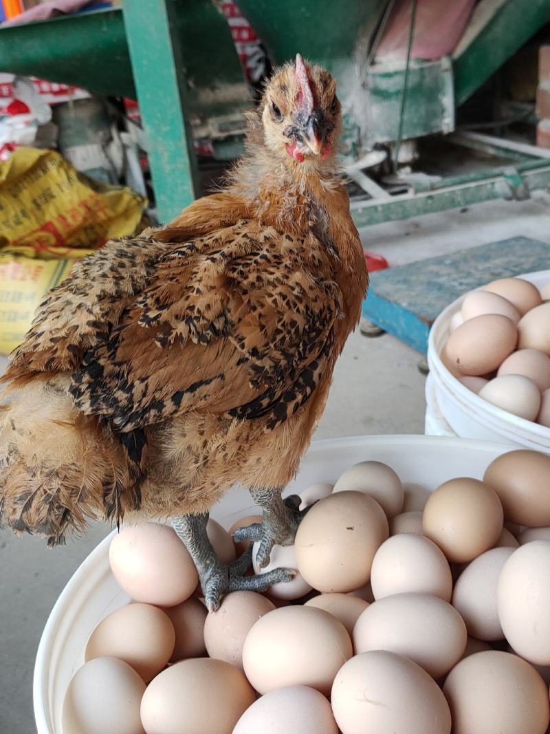 肉鸡麻鸡种蛋青脚麻鸡受精种蛋可孵化小鸡新鲜蛋
