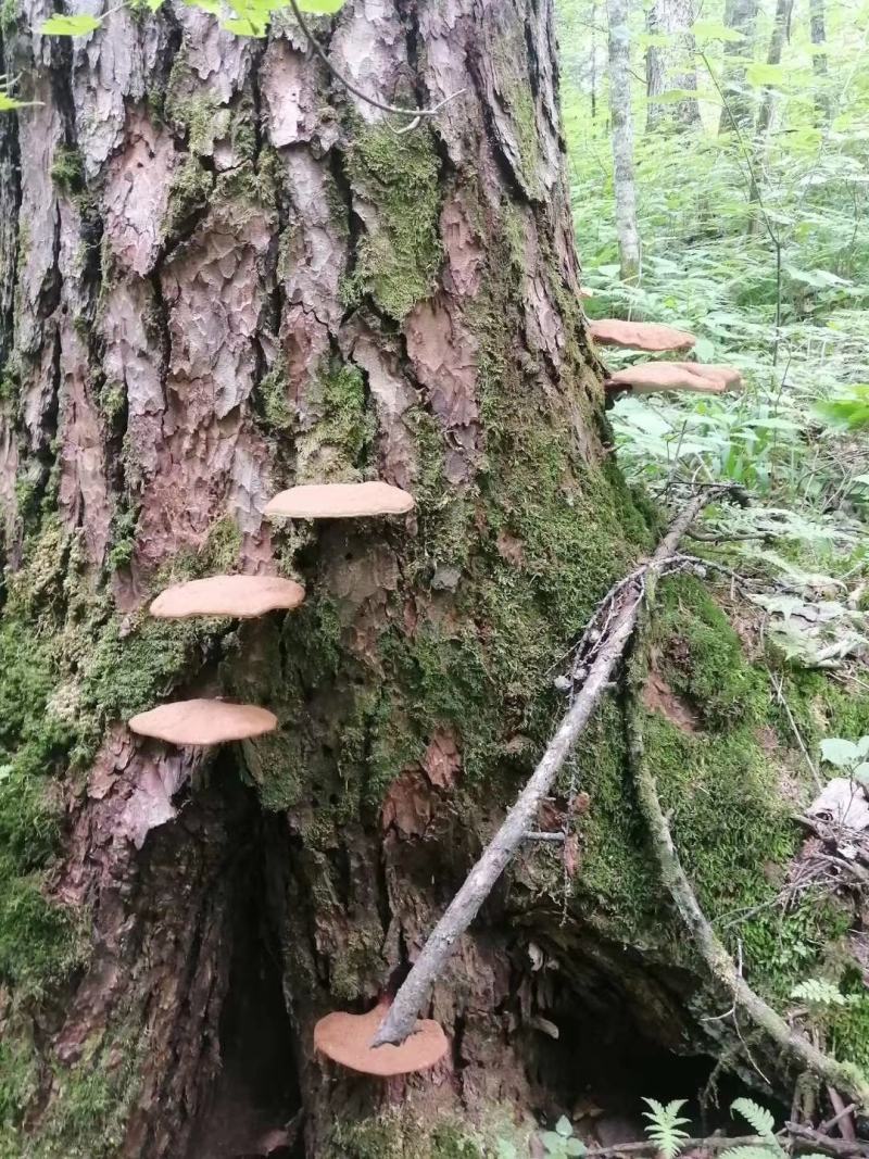 长白山野生灵芝都是今年的新货，支持线上保障交易