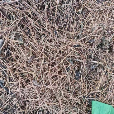 干松针需要随时联系我