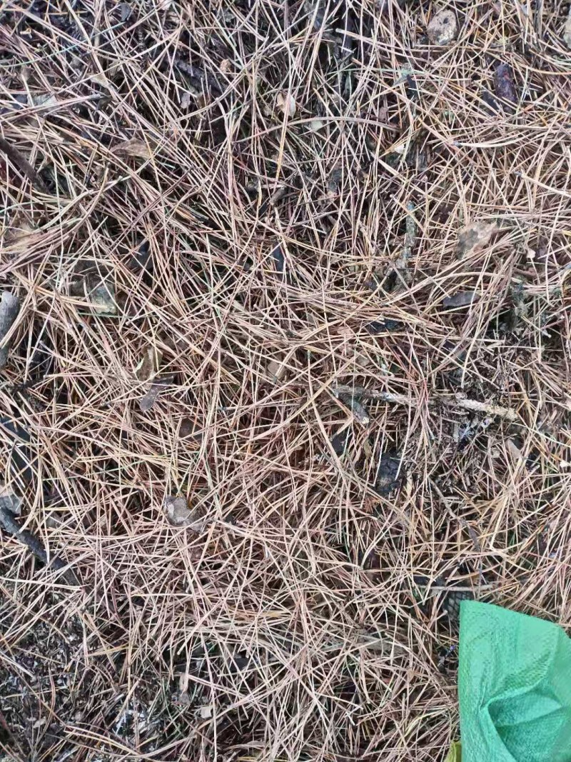 干松针需要随时联系我