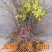连翘小苗倒挂金钟连翘苗连翘小苗量大优惠价格面议