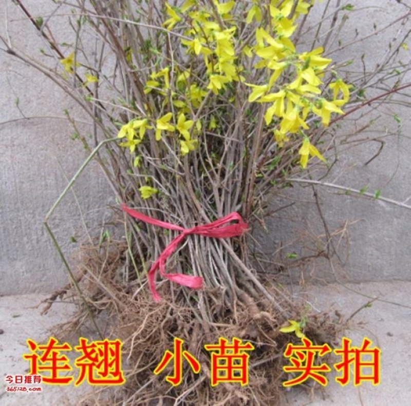 连翘小苗倒挂金钟连翘苗连翘小苗量大优惠价格面议