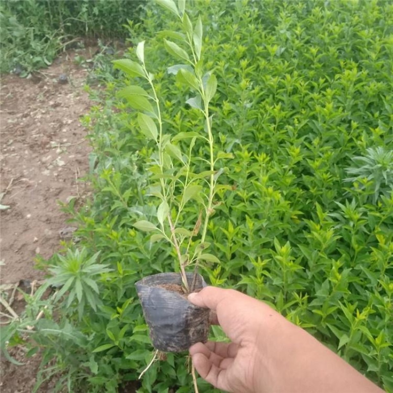 连翘小苗倒挂金钟连翘苗连翘小苗量大优惠价格面议