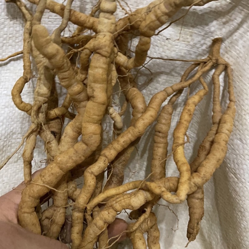 巴戟天产地新鲜中统新鲜巴戟天！批发巴戟天鲜货