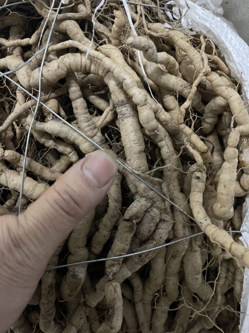 新鲜巴戟天30斤起批，鸡肠风原产地直接供应