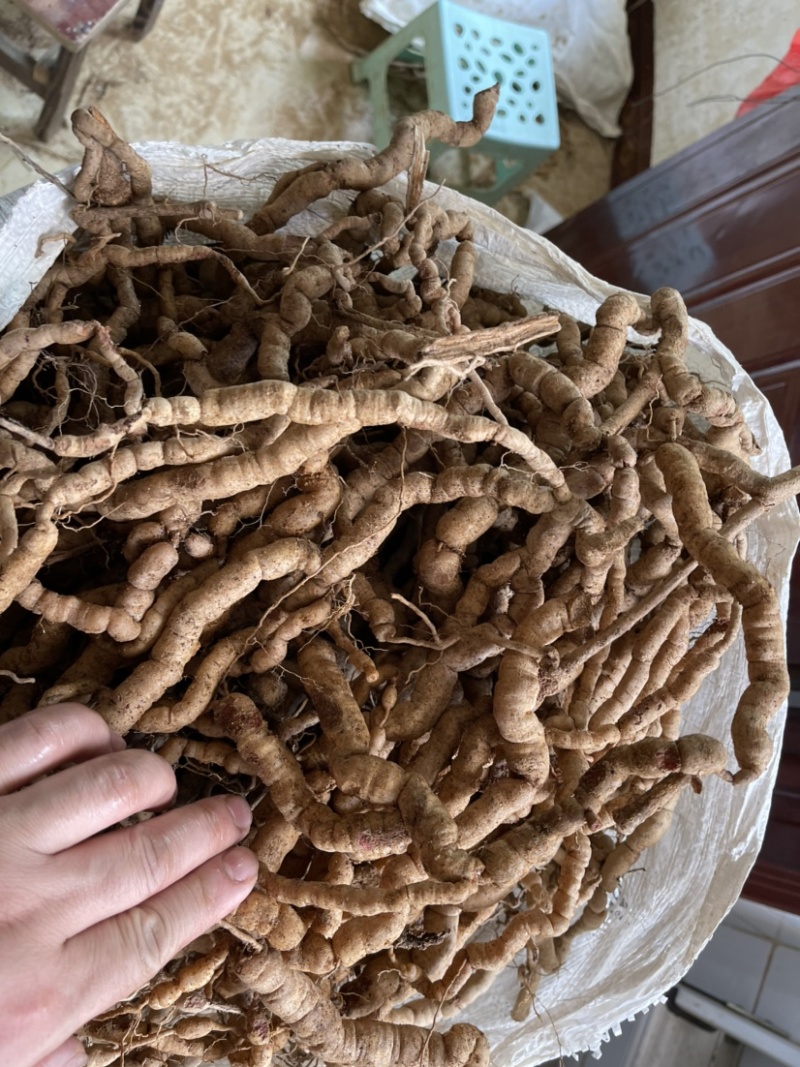 新鲜巴戟天中统现货供应