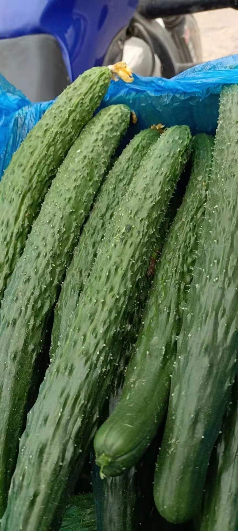 （黄瓜）电商.商超.市场.加工厂.大吨位供应