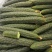 （黄瓜）电商.商超.市场.加工厂.大吨位供应