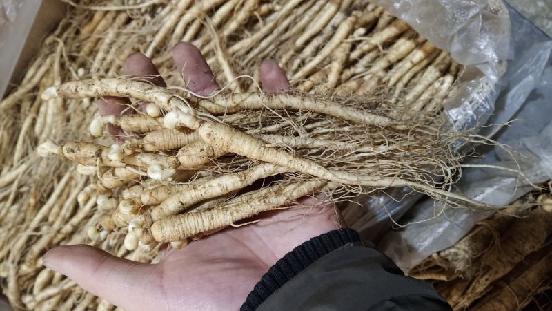 【人参苗批发】人参苗新鲜人参，菜参带土鲜参，煲汤泡酒