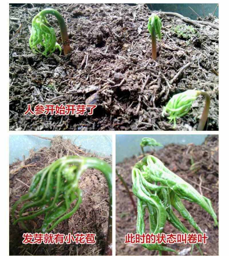 【人参苗批发】人参苗新鲜人参，菜参带土鲜参，煲汤泡酒