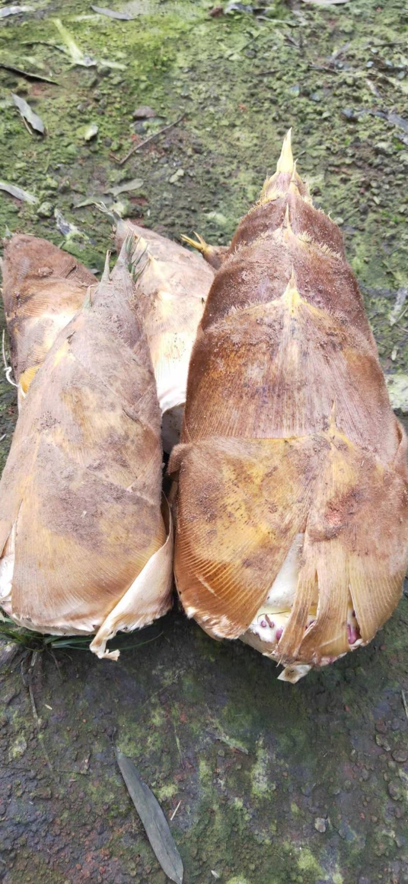 干笋片来电定制加工，质量保证