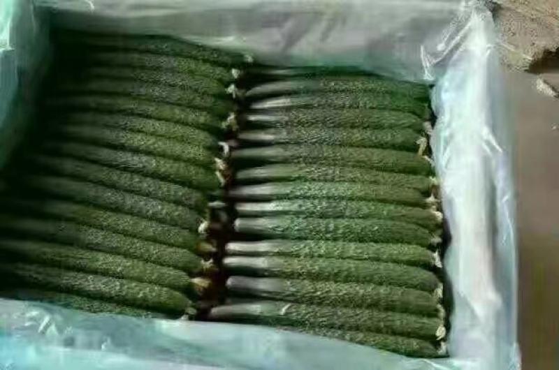 【精品】黑油亮密刺黄瓜基地直供，专业商超对接。