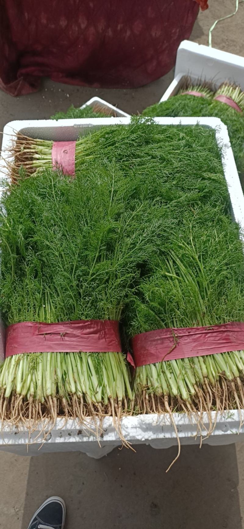 精品茴香苗，茴香量大！供应电商厂子市场欢迎来电！