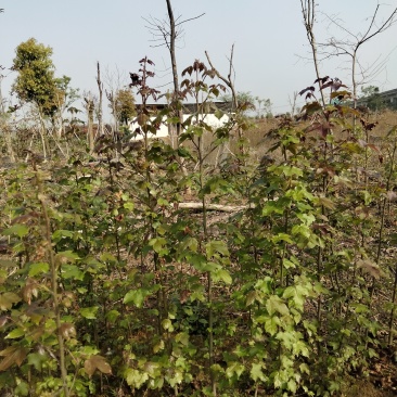 枫香小苗各种规格江西枫香小苗