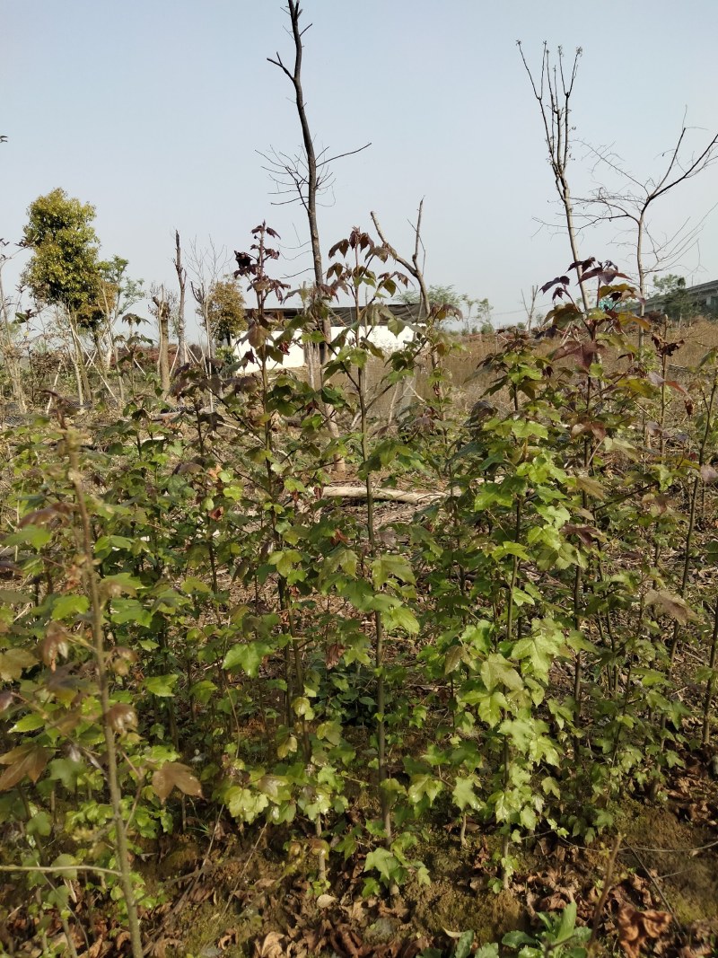 枫香小苗各种规格江西枫香小苗