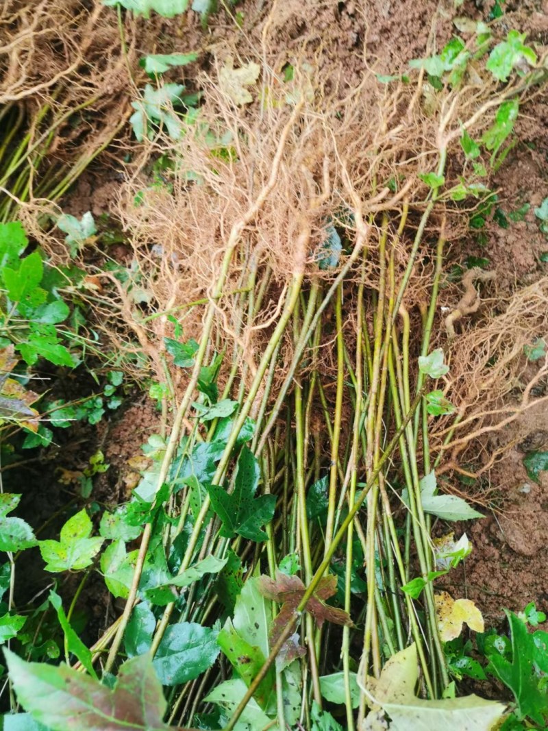 枫香小苗各种规格江西枫香小苗