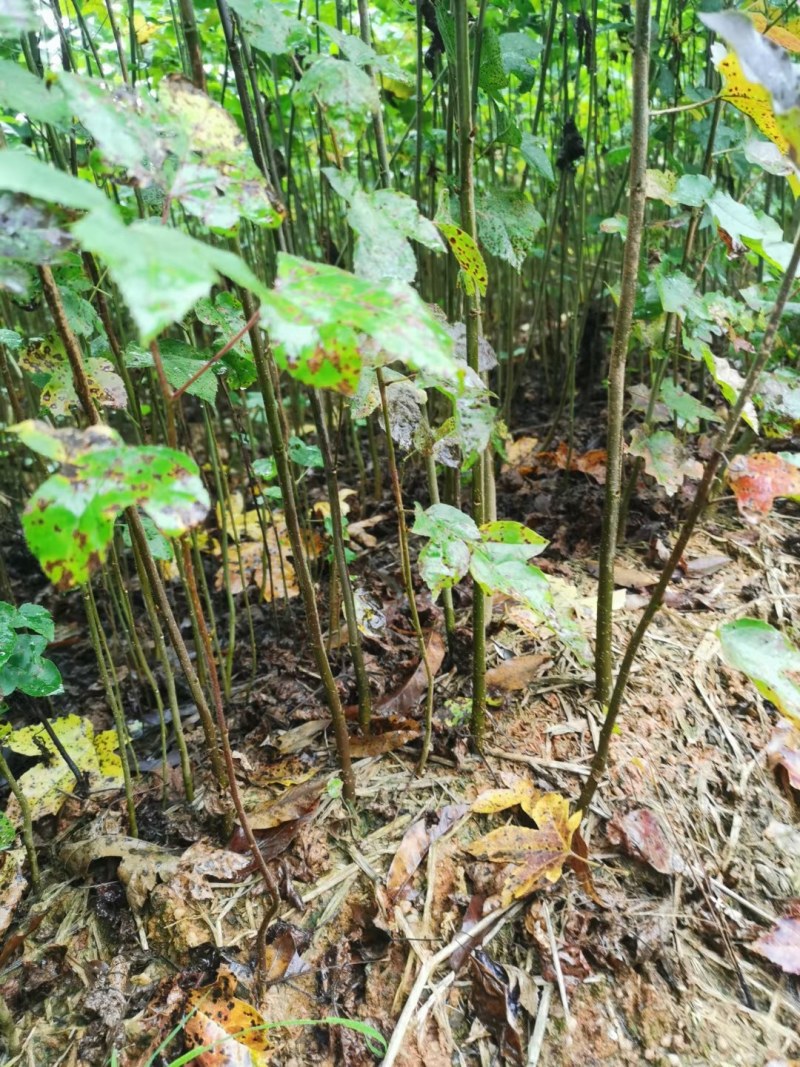 枫香小苗各种规格江西枫香小苗