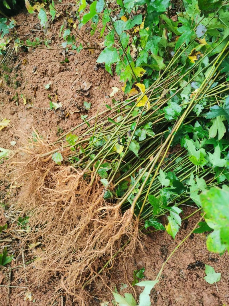 枫香小苗各种规格江西枫香小苗