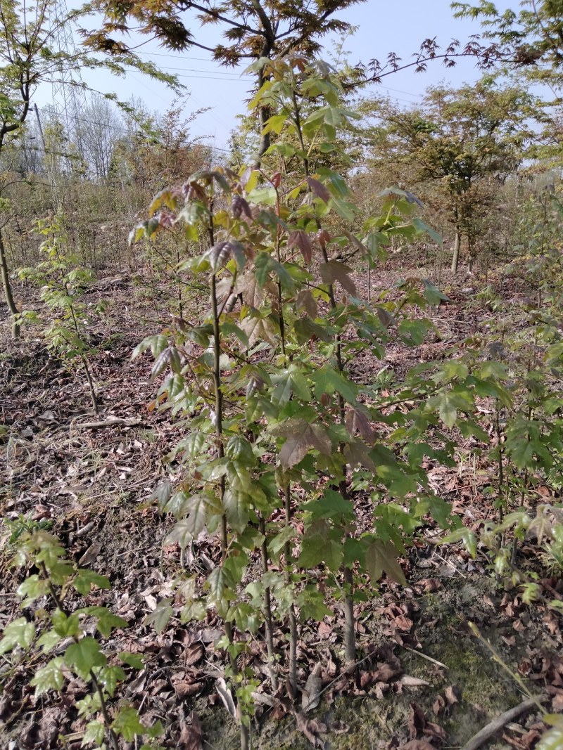 枫香小苗各种规格江西枫香小苗