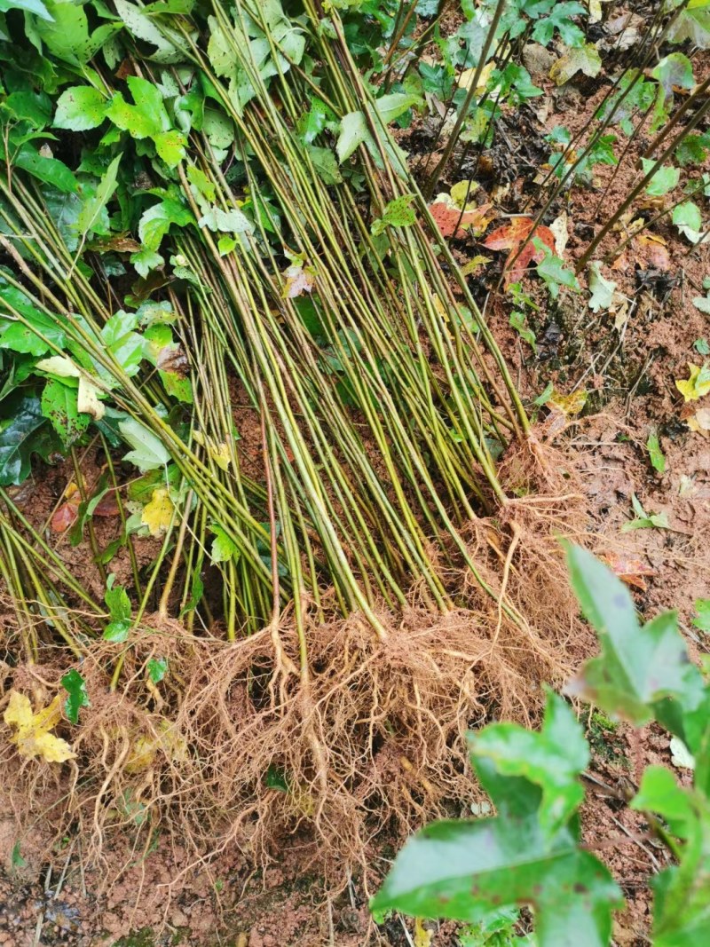 枫香小苗各种规格江西枫香小苗