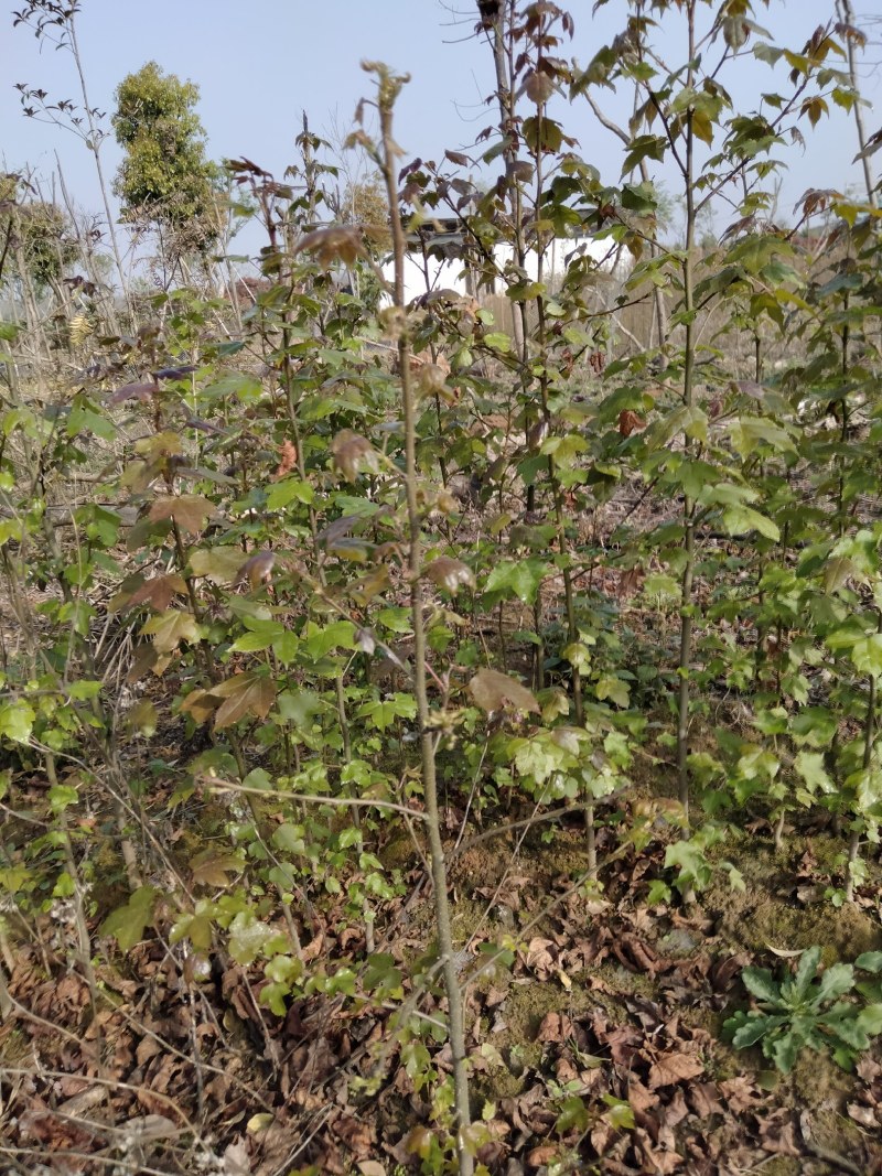 枫香小苗各种规格江西枫香小苗
