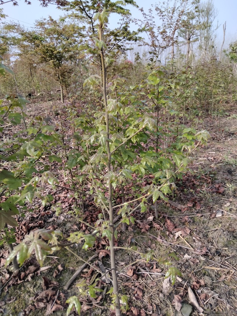 枫香小苗各种规格江西枫香小苗