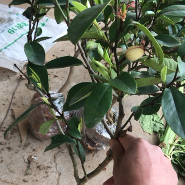含笑盆景免费包邮基地直销提供发票量大