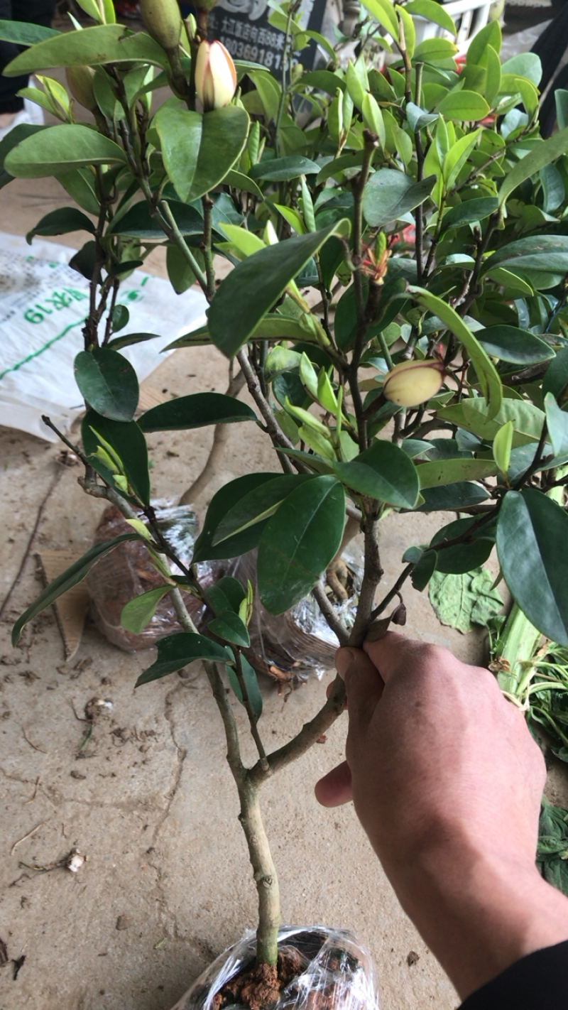 含笑盆景免费包邮基地直销提供发票量大