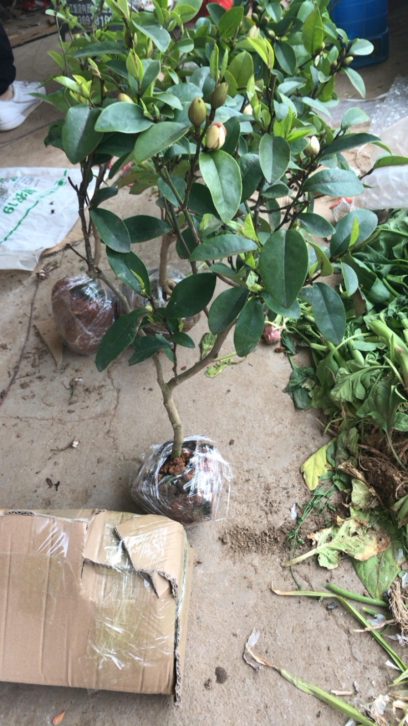 含笑盆景免费包邮基地直销提供发票量大
